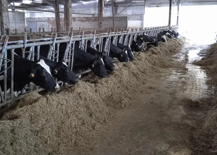 Da Gisella - Podere Barzia Bed & Breakfast *